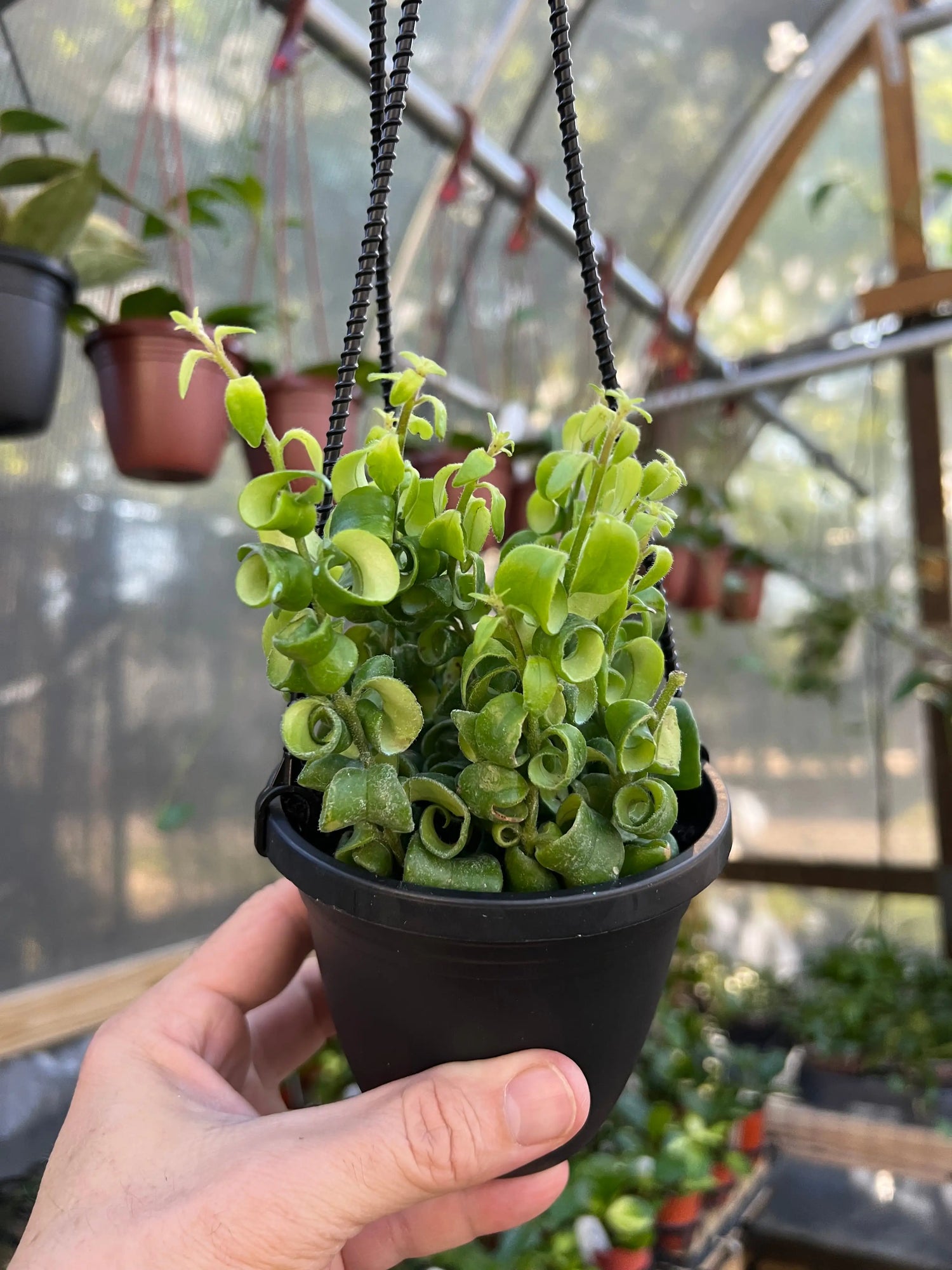 4" Aeschynanthus Rasta 'Curly Lipstick' hanging basket -  Canopy Plant Co.