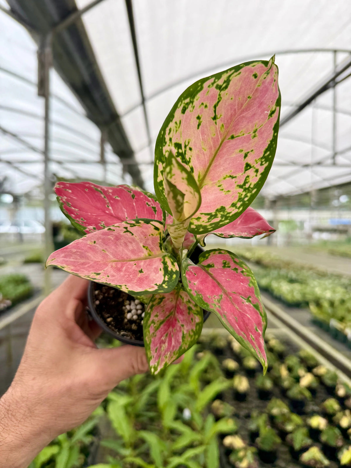 Aglaonema – Canopy Plant Co.