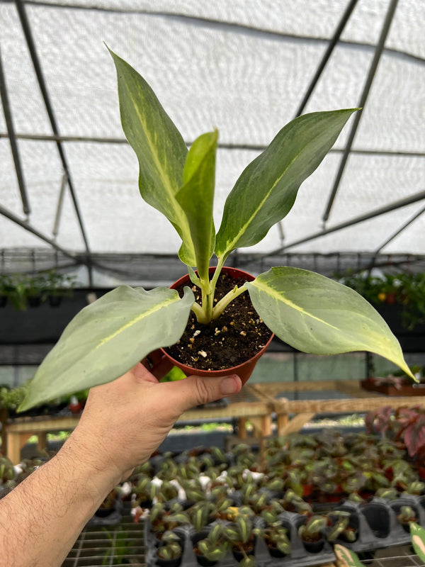 Healthy 4-inch Aglaonema 'Ghost' plant with variegated green and silver leaves, indoor houseplant from Canopy Plant Co.