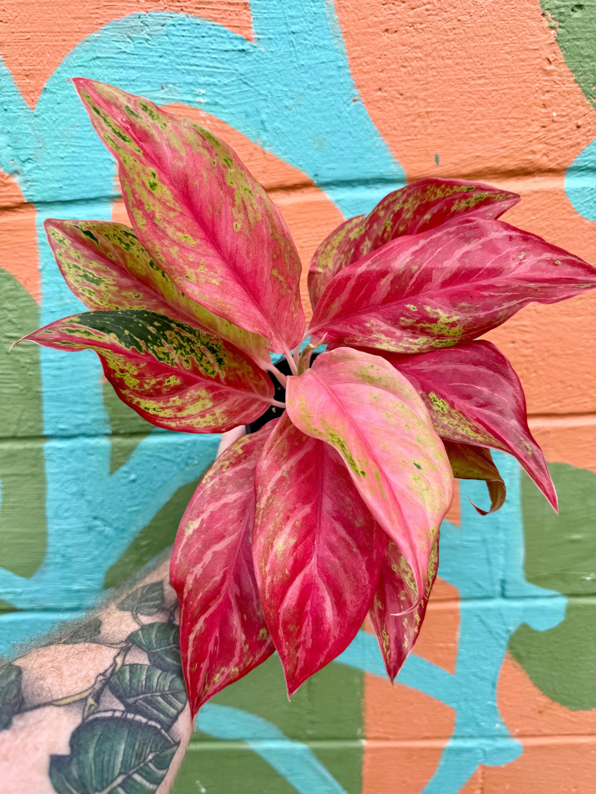 アグラオネマ Butterfly 4” Aglaonema 'Pink Butterfly' | Canopy Plant Co.