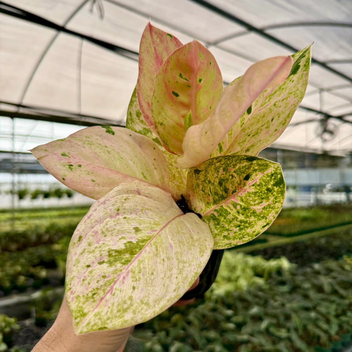 4” Aglaonema 'Pink Emerald' -  Canopy Plant Co.