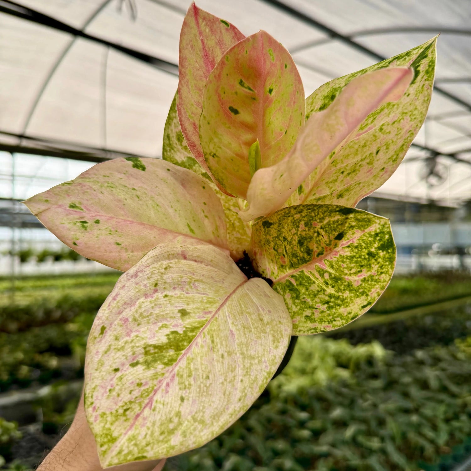 4” Aglaonema 'Pink Emerald' -  Canopy Plant Co.