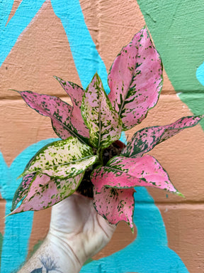 4” Aglaonema 'Pink Triphet' -  Canopy Plant Co.