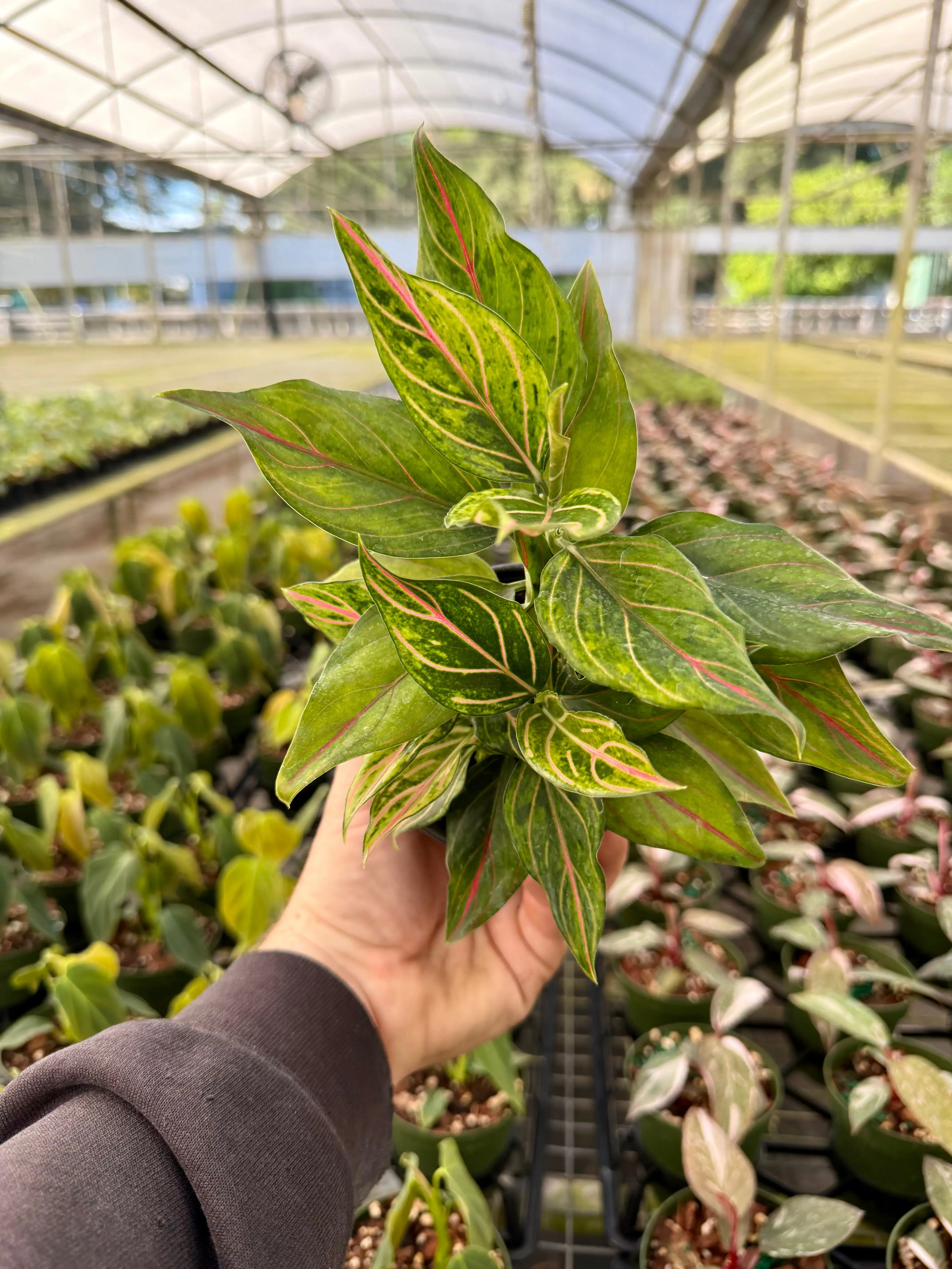 4” Aglaonema 'Red Vein' | Canopy Plant Co.