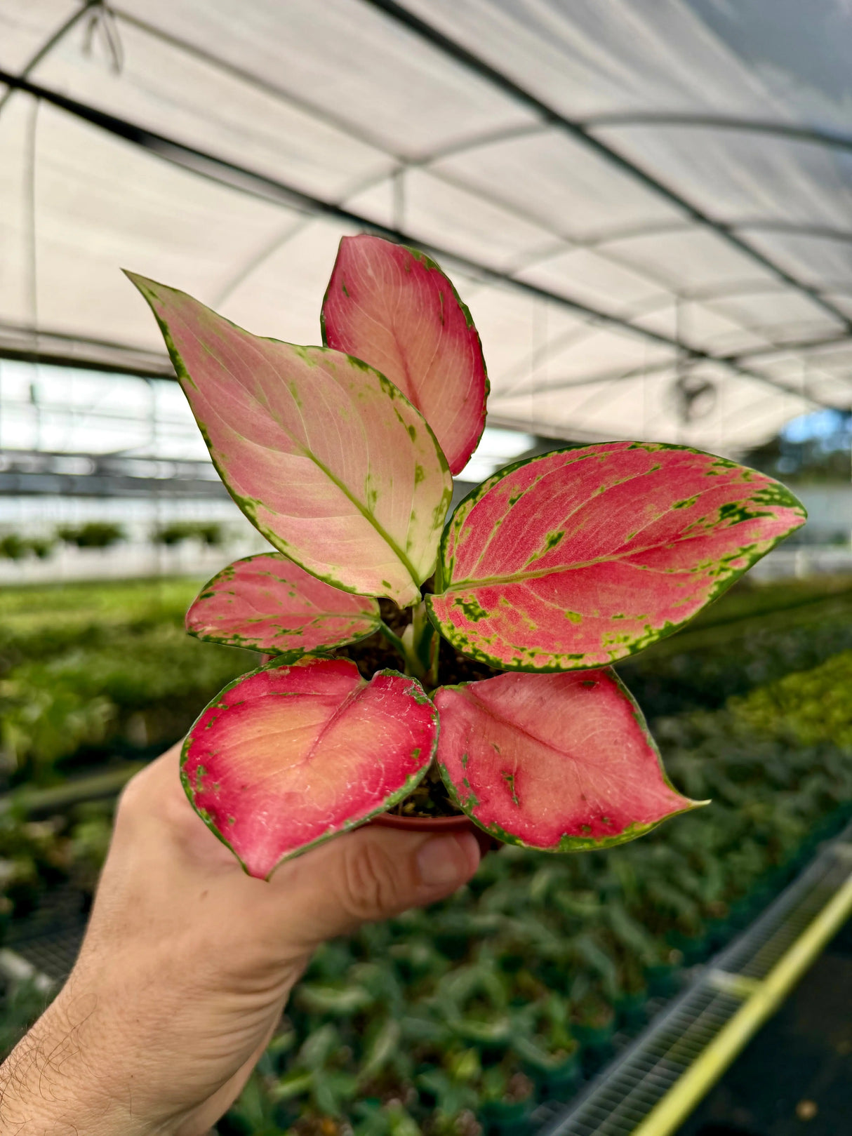 4” Aglaonema 'Super Pink' -  Canopy Plant Co.