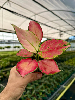 4” Aglaonema 'Super Pink' -  Canopy Plant Co.