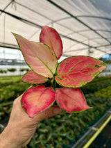 4” Aglaonema 'Super Pink' -  Canopy Plant Co.