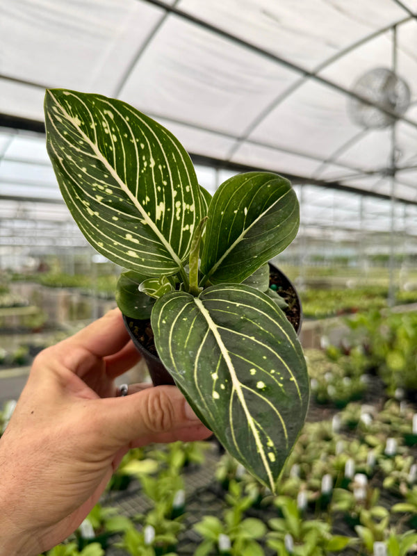 Healthy 4-inch Aglaonema 'Tom’s Pride' houseplant with variegated green and silver leaves, grown by Canopy Plant Co.