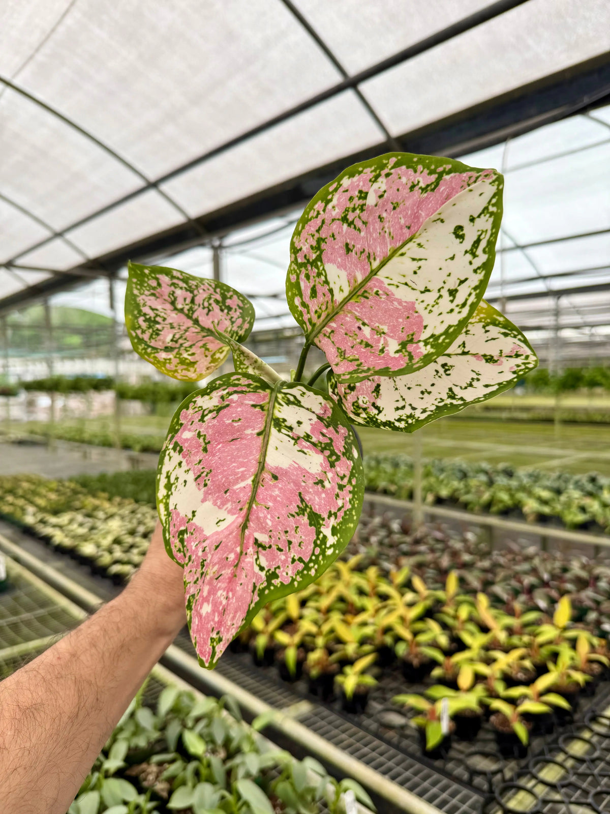 Aglaonema – Canopy Plant Co.