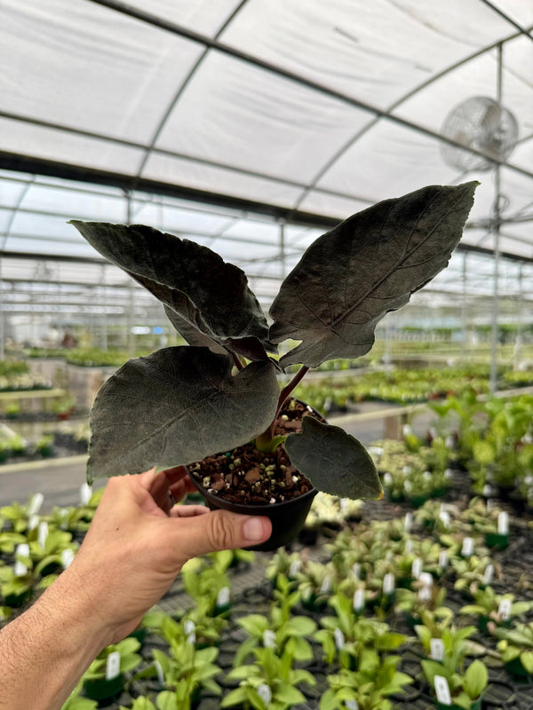 Healthy 4-inch Alocasia ‘Antoro Velvet’ plant with lush green, velvety leaves, displayed by Canopy Plant Co.
