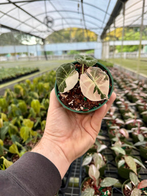 4" Alocasia ‘Black Velvet’ pink variegated Canopy Plant Co.