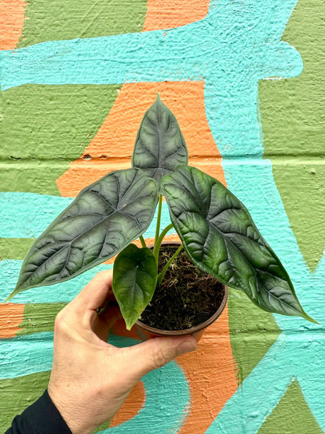 4" Alocasia 'Dragon Scale' - Canopy Plant Co.