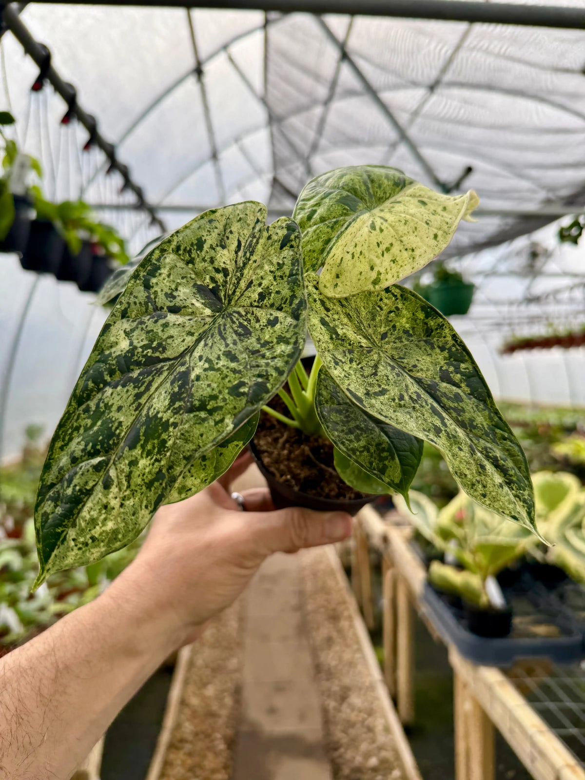 その他観葉植物 Alocasia Dragon Scale Variegata 4” Alocasia 'Dragon Scale' variegated (Mint) | Canopy Plant Co.