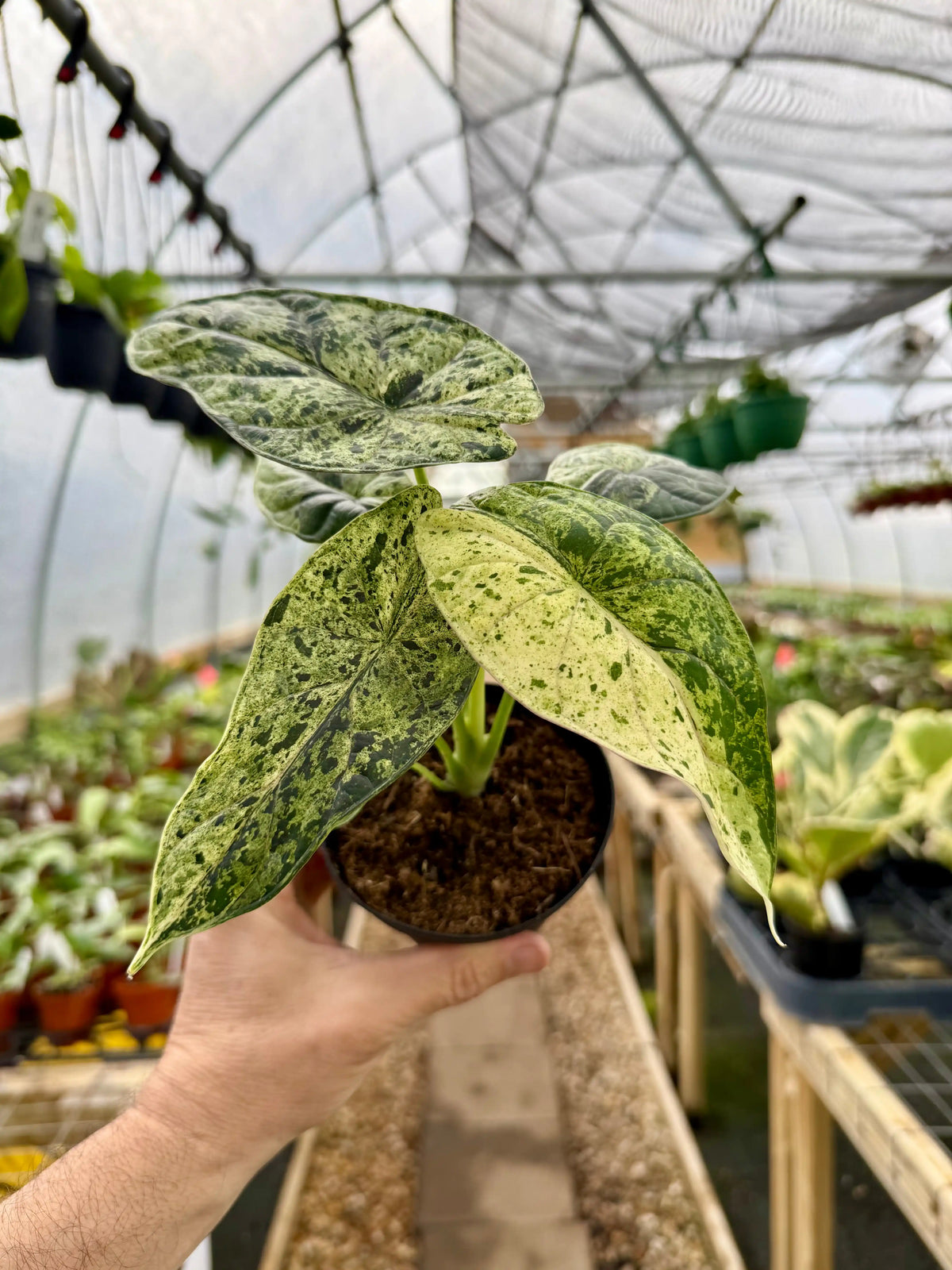 その他観葉植物 Alocasia Dragon Scale Variegata 4” Alocasia 'Dragon Scale' variegated (Mint) | Canopy Plant Co.