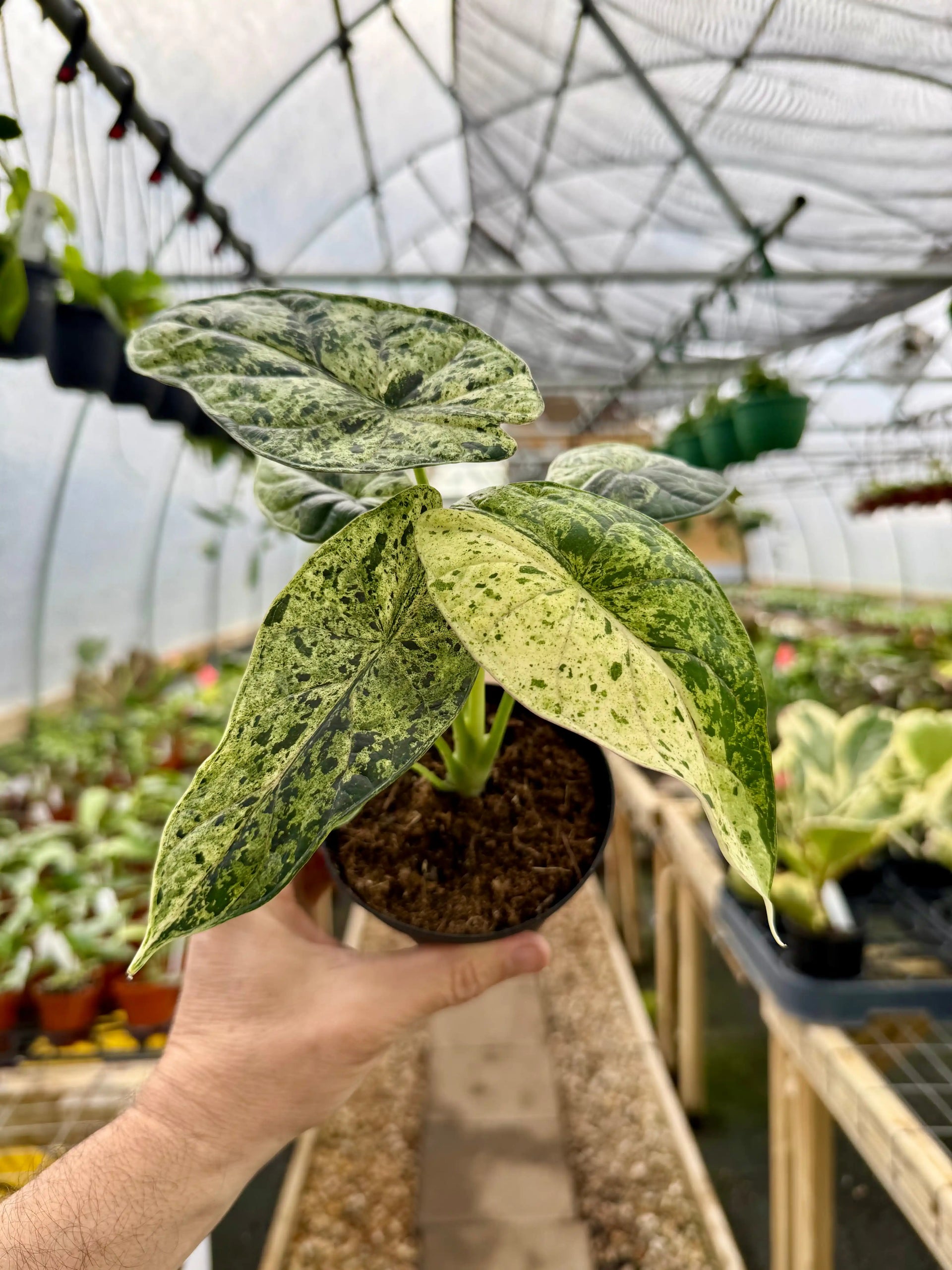 その他観葉植物 Alocasia Dragon Scale Variegata 4” Alocasia 'Dragon Scale' variegated (Mint) | Canopy Plant Co.