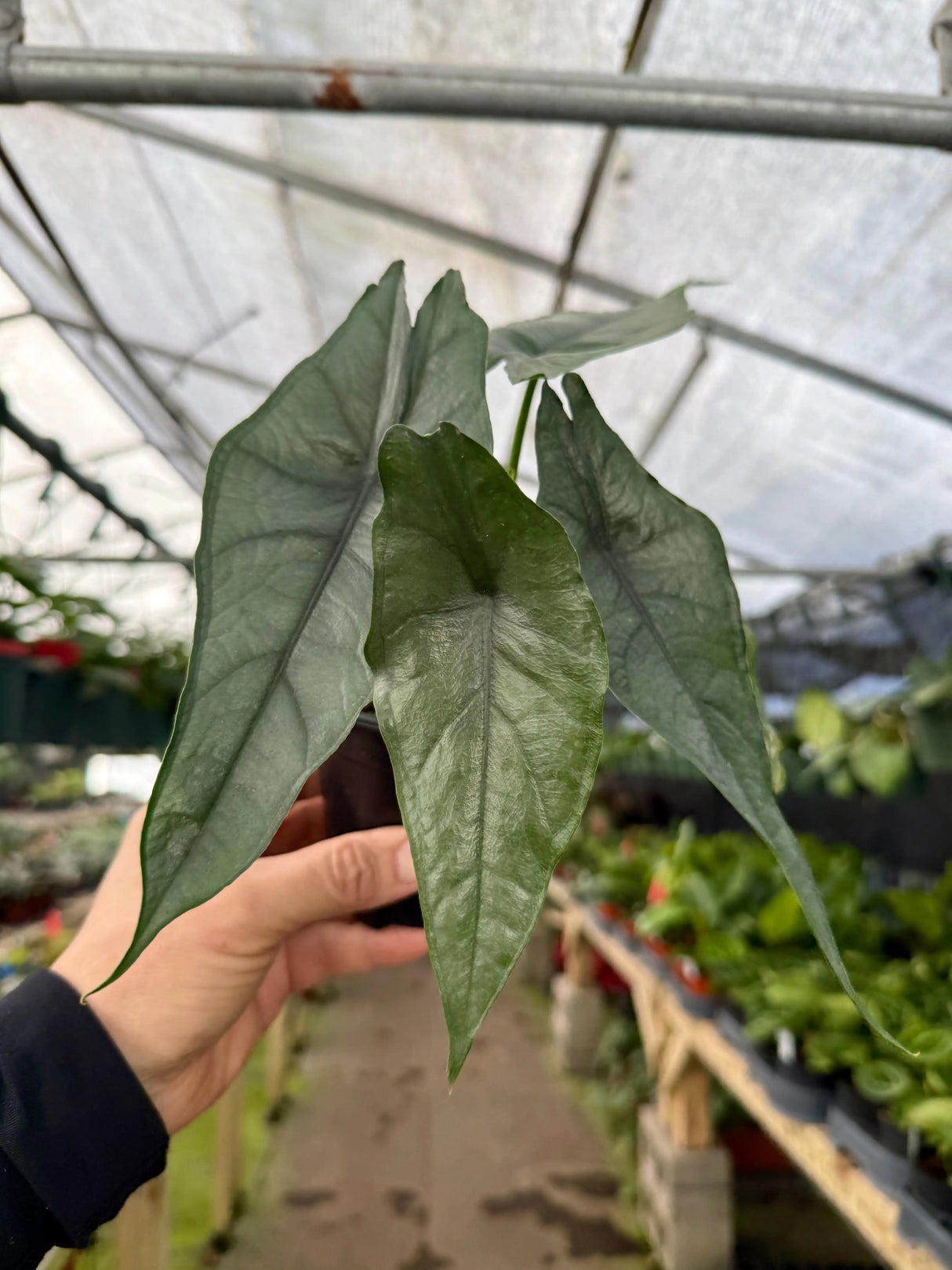 4” Alocasia ‘Dragons Breath’ -  Canopy Plant Co.