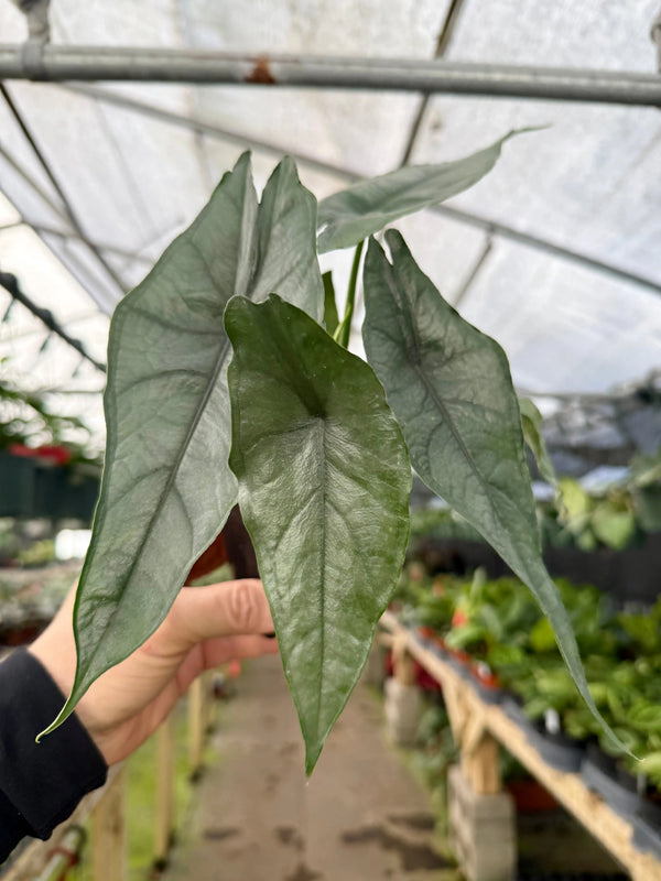 4” Alocasia ‘Dragons Breath’ -  Canopy Plant Co.