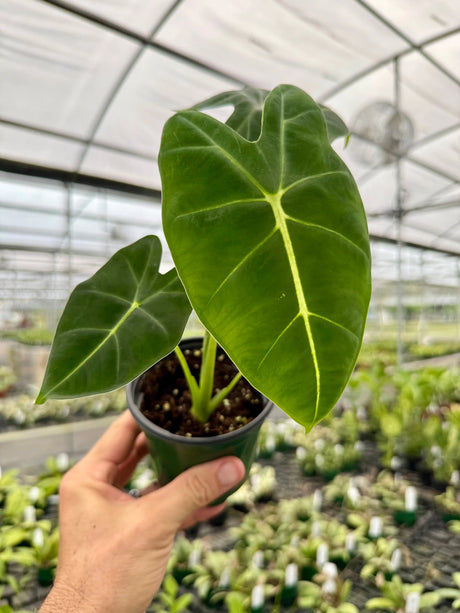 4” Alocasia ‘Frydek’ (micholitziana) Canopy Plant Co.