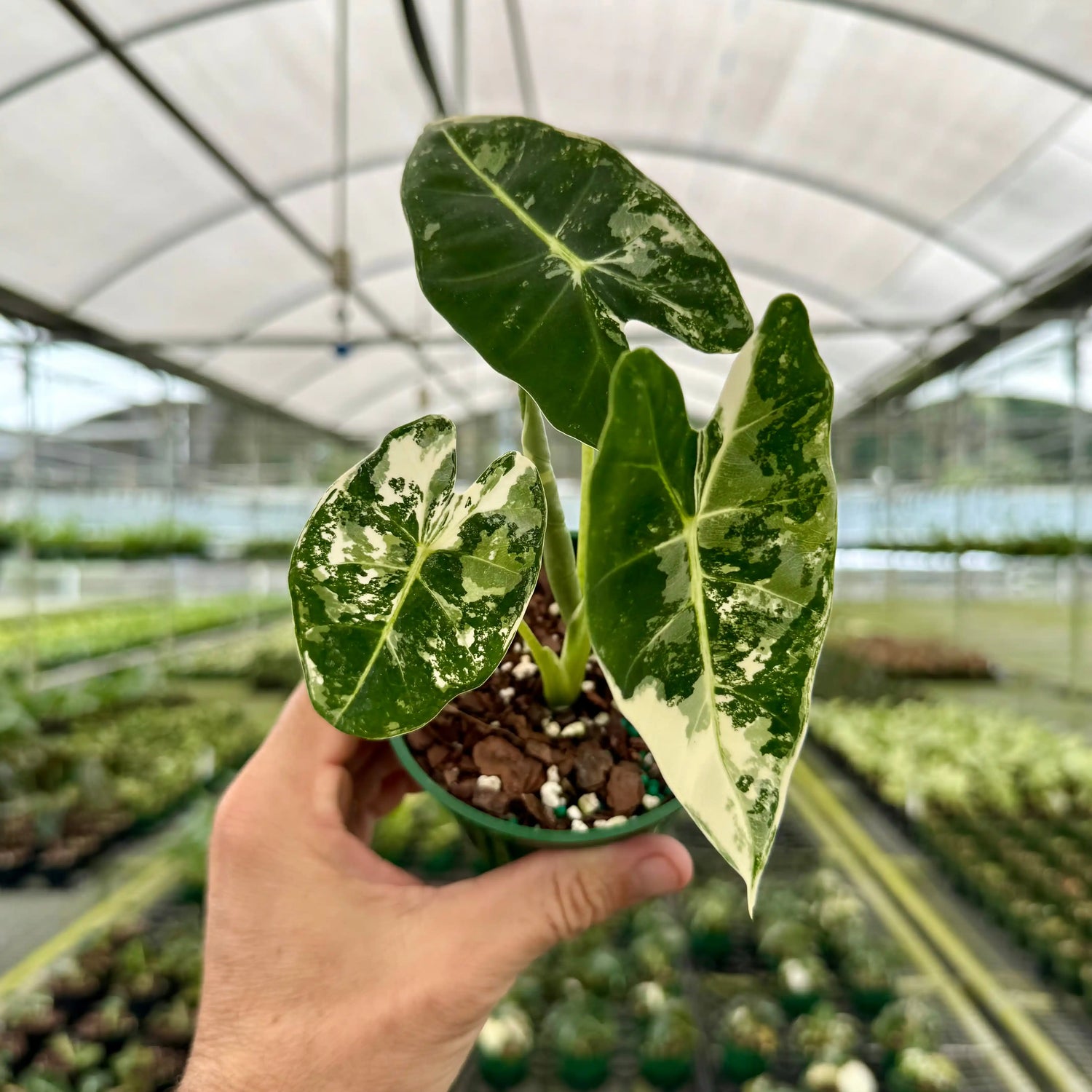 Variegated 4-inch Alocasia Frydek plant by Canopy Plant Co. with lush green and white patterned leaves.