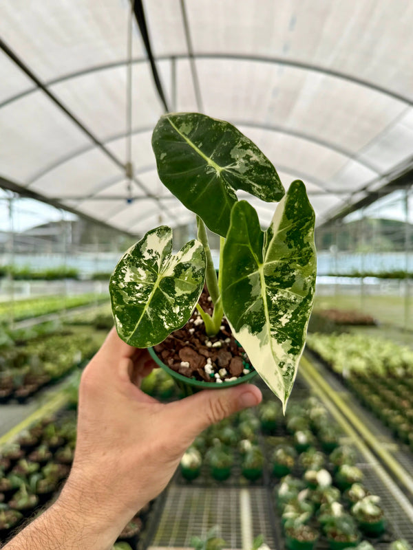 Variegated 4-inch Alocasia Frydek plant by Canopy Plant Co. with lush green and white patterned leaves on a healthy potted plant.