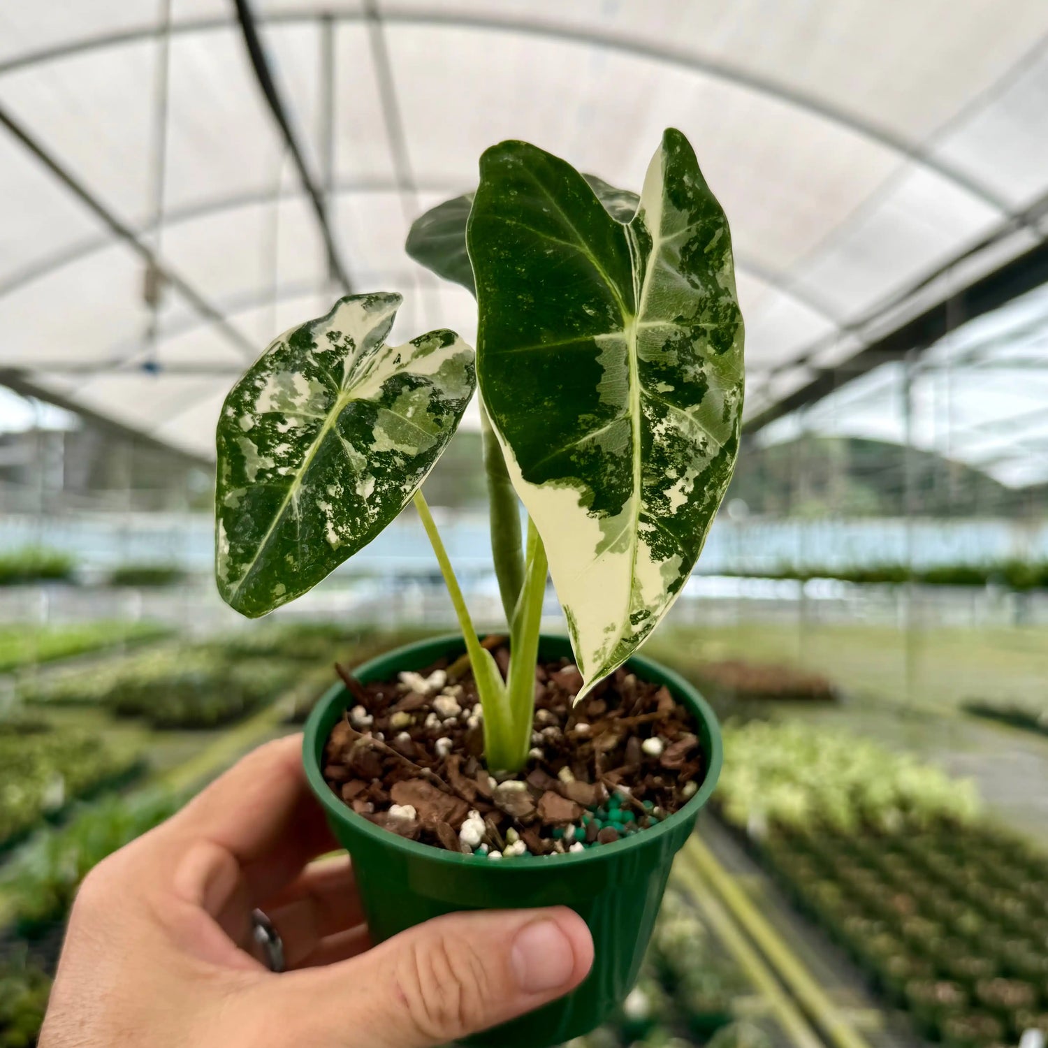 Variegated 4-inch Alocasia Frydek plant by Canopy Plant Co., showcasing vibrant green and white patterned leaves.