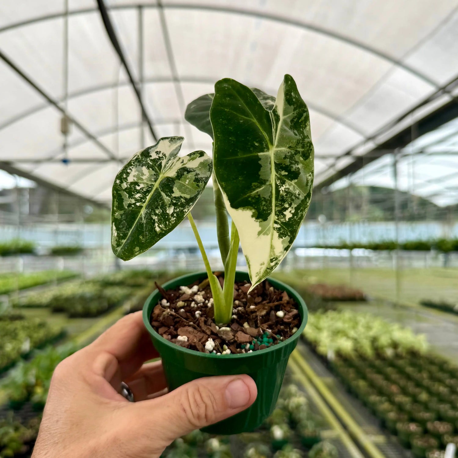 Variegated 4-inch Alocasia Frydek plant by Canopy Plant Co., showcasing its striking green and white patterned leaves.