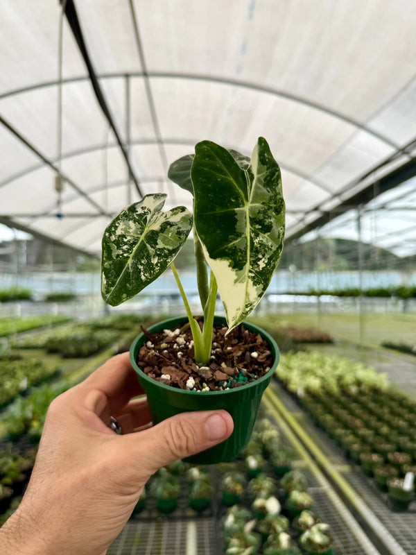 Variegated 4-inch Alocasia Frydek plant by Canopy Plant Co., showing lush green and white patterned leaves in close-up.