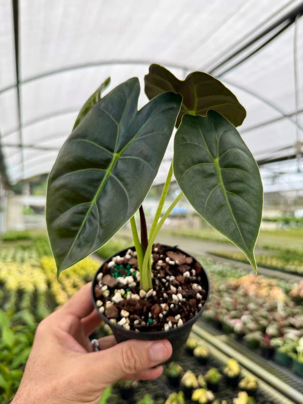Healthy 4-inch Alocasia 'Golden Bone' plant by Canopy Plant Co. with vibrant green and yellow foliage.
