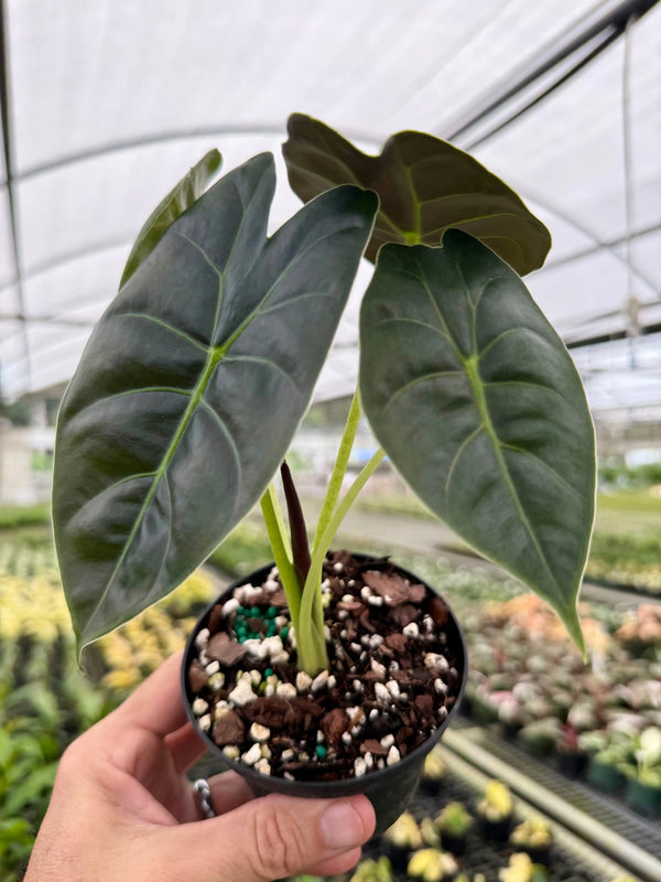 Healthy 4-inch Alocasia 'Golden Bone' plant with striking variegated leaves from Canopy Plant Co.