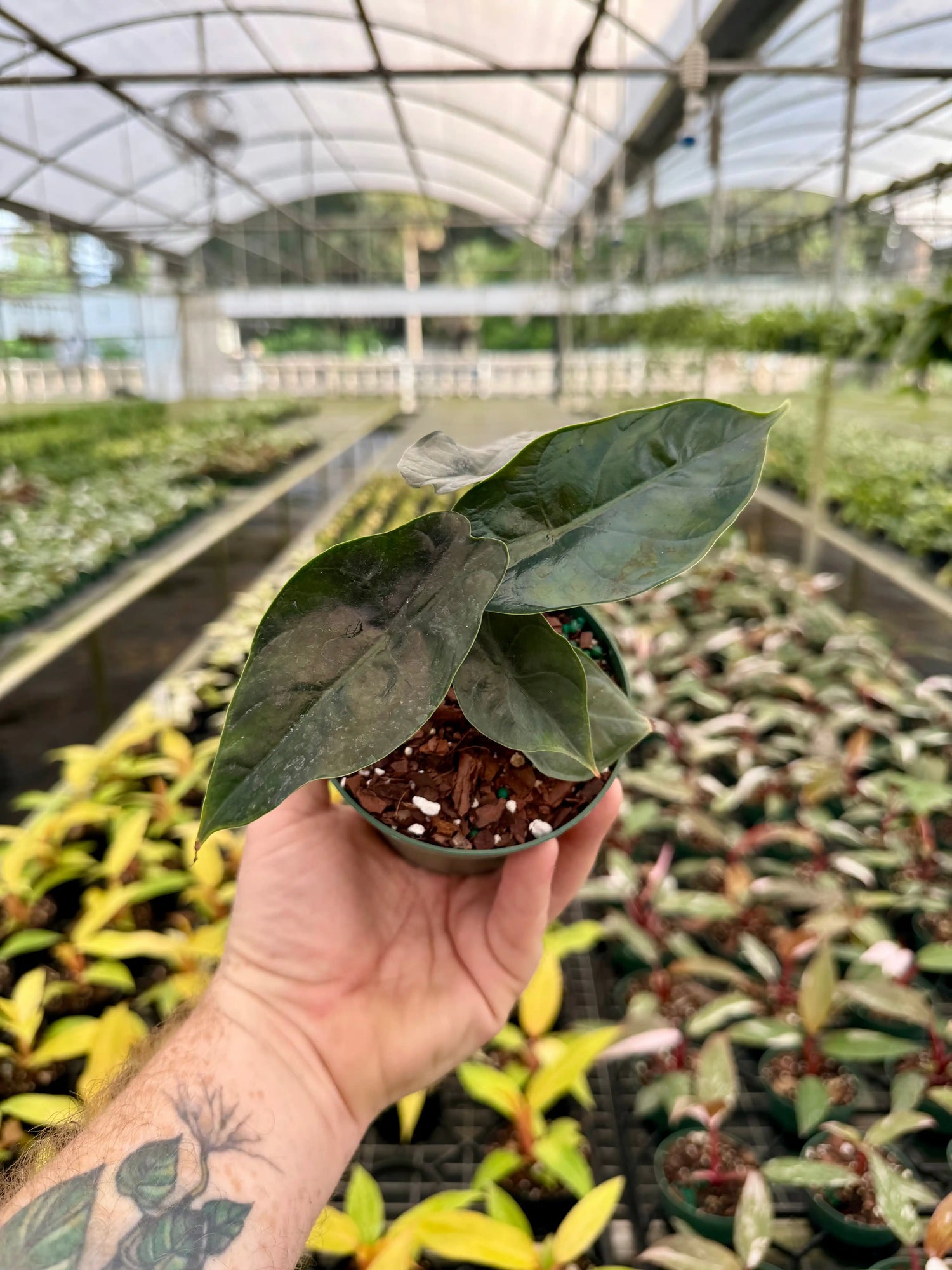 4” Alocasia ‘Green Unicorn’ (azlanii x ‘Dragon Scale’) - Canopy Plant Co.