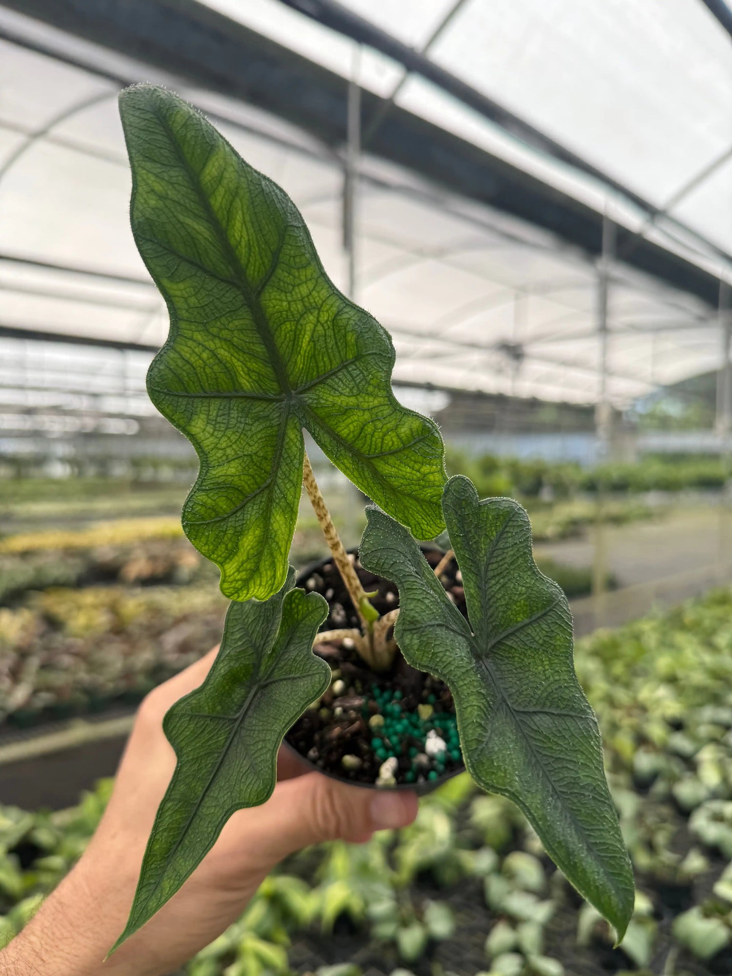 4” Alocasia ‘Jacklyn’ - Canopy Plant Co.
