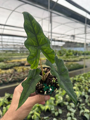 4” Alocasia ‘Jacklyn’ - Canopy Plant Co.
