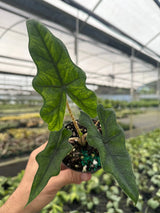 4” Alocasia ‘Jacklyn’ Canopy Plant Co.