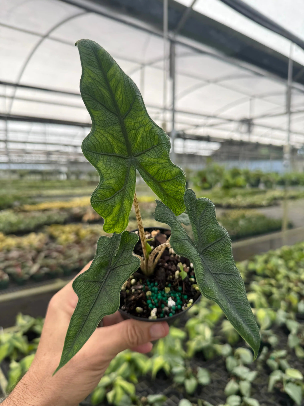 4” Alocasia ‘Jacklyn’ Canopy Plant Co.