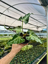 4" Alocasia ‘Loco’ -  Canopy Plant Co.