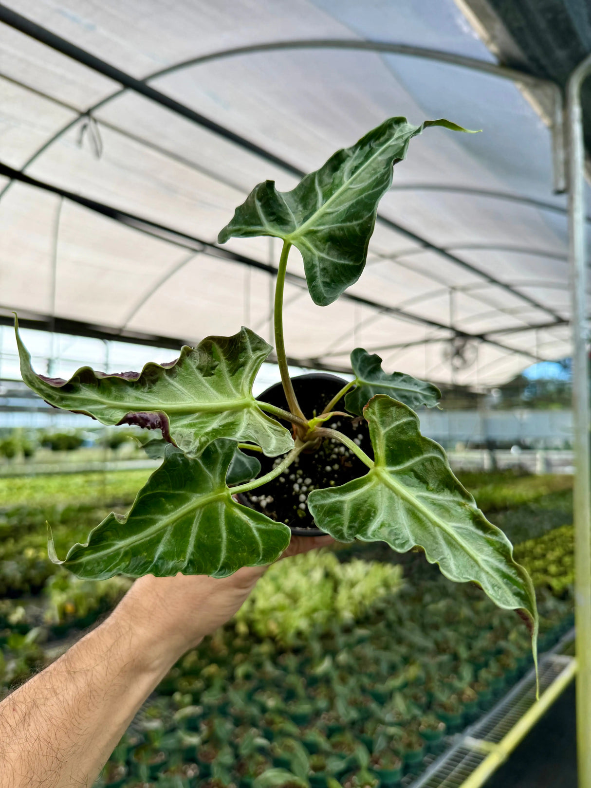 4" Alocasia ‘Loco’ -  Canopy Plant Co.
