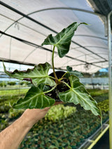 4" Alocasia ‘Loco’ -  Canopy Plant Co.