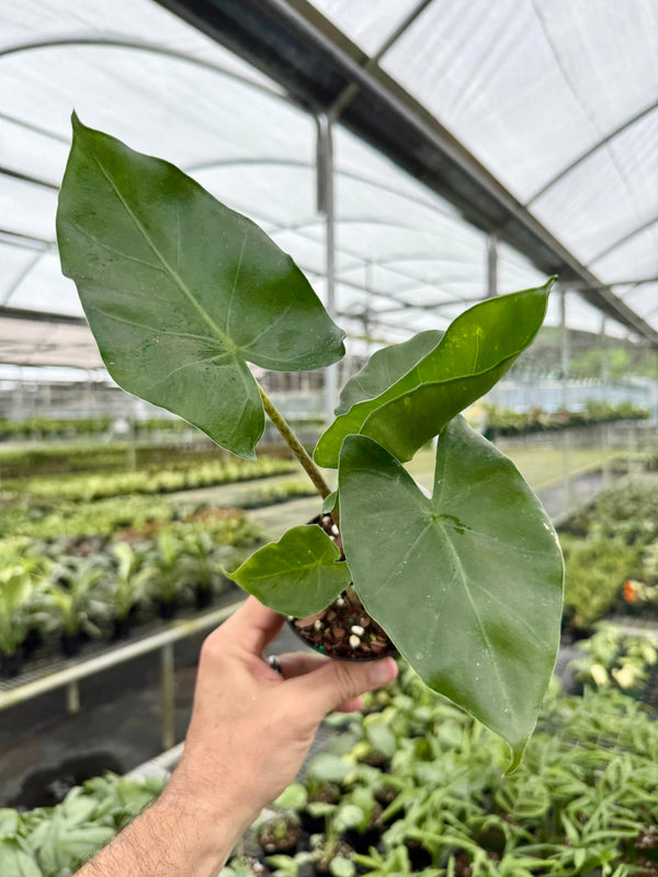 Bright yellow and green Alocasia 'New Guinea Gold' plant with large, striking leaves from Canopy Plant Co.