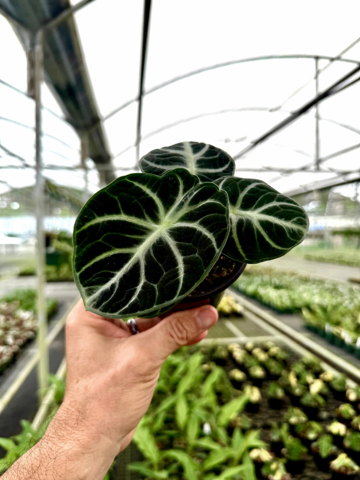 4_Alocasia_Ninja_Canopy_Plant_