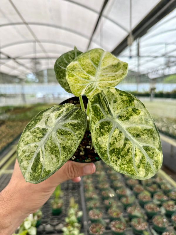 Tricolor Alocasia Ninja plant from Canopy Plant Co., showing vibrant variegated green, white, and purple leaves in a lush indoor setting.