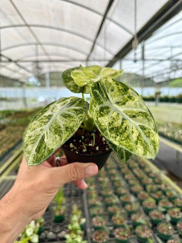 Tricolor variegated 4-inch Alocasia Ninja plant from Canopy Plant Co., showing vibrant green, white, and purple leaf patterns.
