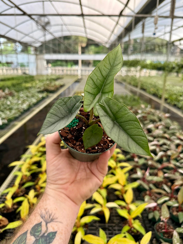 Healthy 4-inch Alocasia 'Platinum' plant by Canopy Plant Co. showcasing glossy, silver-green leaves with prominent veining.