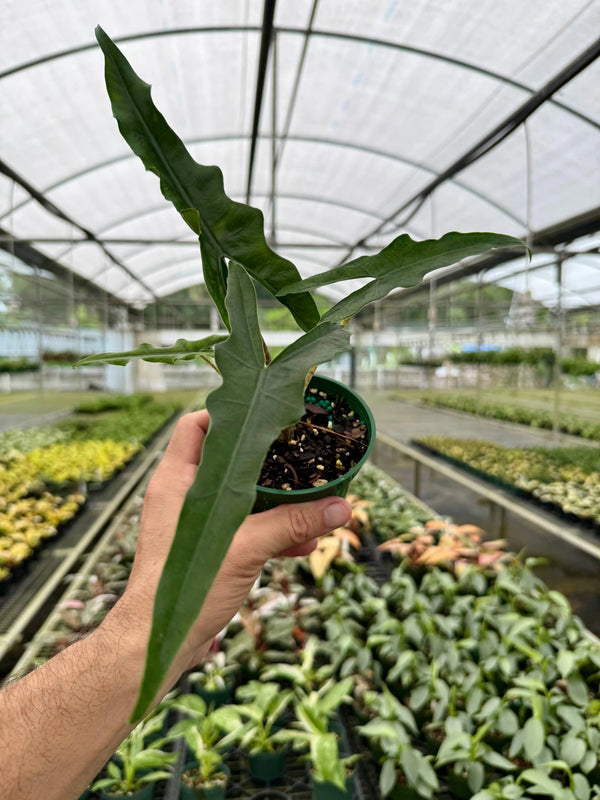 Healthy 4-inch Alocasia 'Sabrina' plant with large, glossy green leaves and prominent white veins, from Canopy Plant Co.