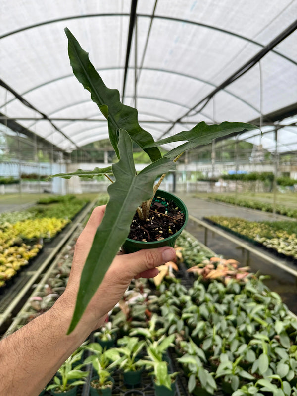 Healthy 4-inch Alocasia 'Sabrina' plant with lush green leaves, showcased by Canopy Plant Co.