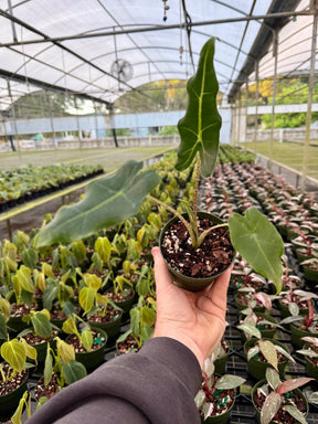 4" Alocasia 'Sarian' - Canopy Plant Co.