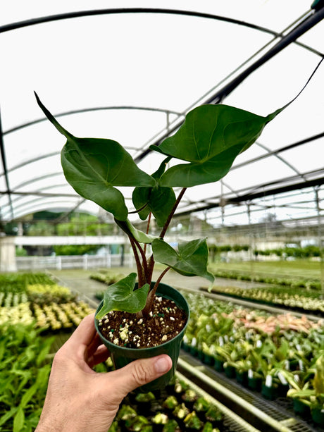 4" Alocasia ‘Stingray’ Canopy Plant Co.