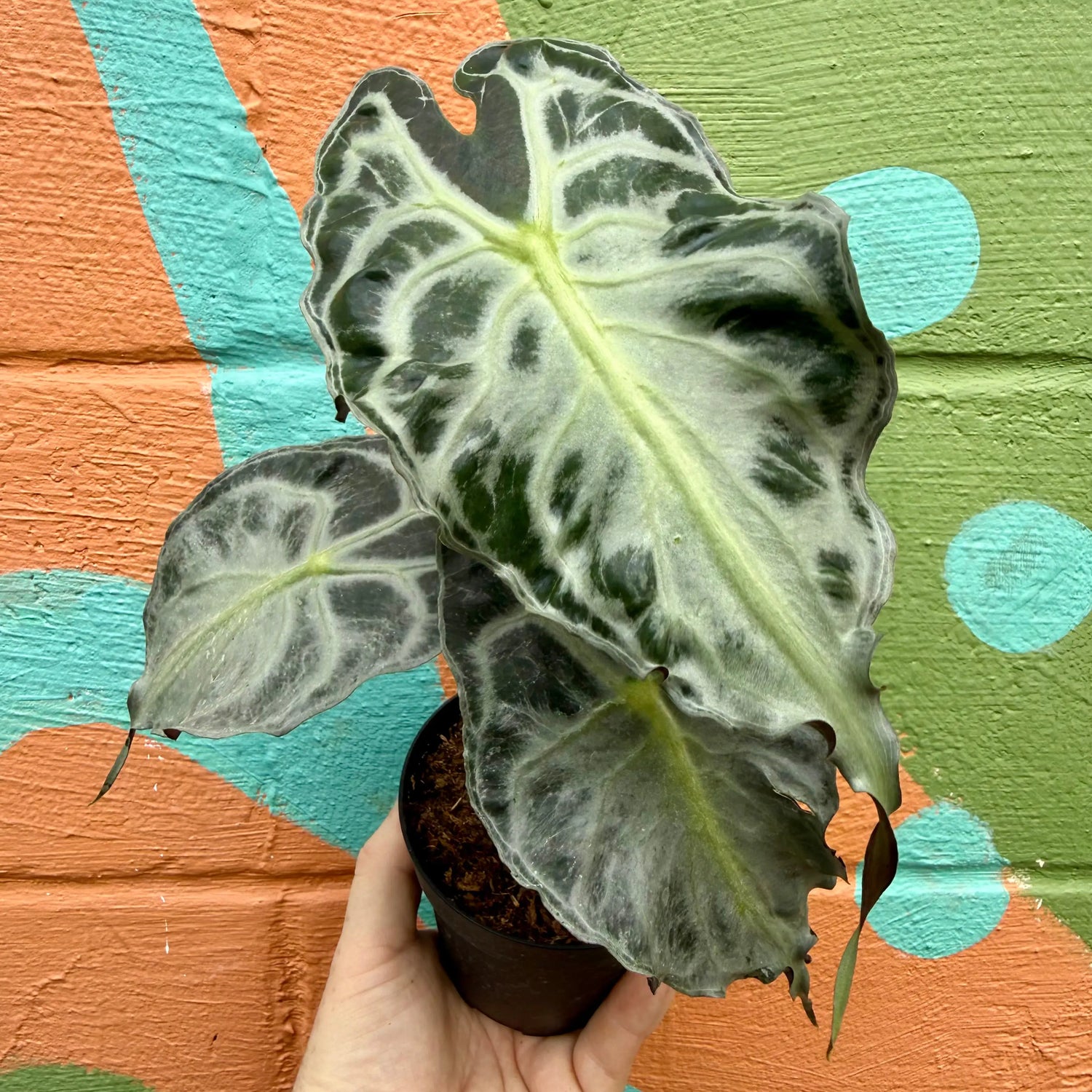 4" Alocasia 'Venom' -  Canopy Plant Co.