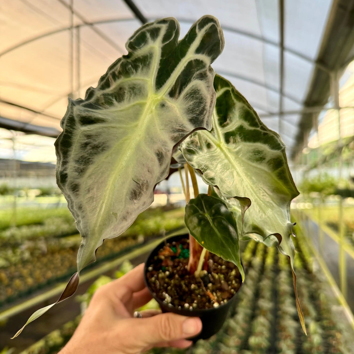 Healthy 4-inch Alocasia 'Venom' plant from Canopy Plant Co with vibrant dark green and striking foliage.