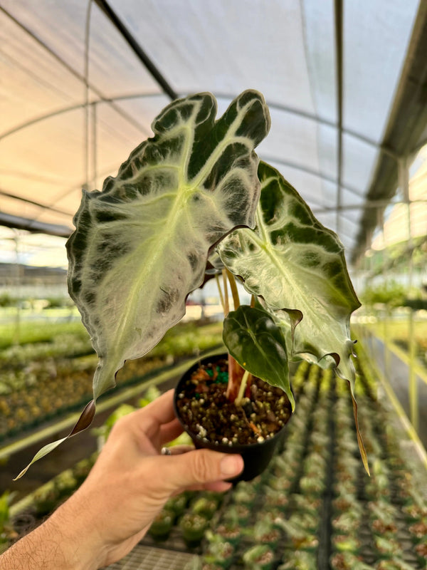 Healthy 4-inch Alocasia 'Venom' plant from Canopy Plant Co with vibrant dark green and striking foliage.
