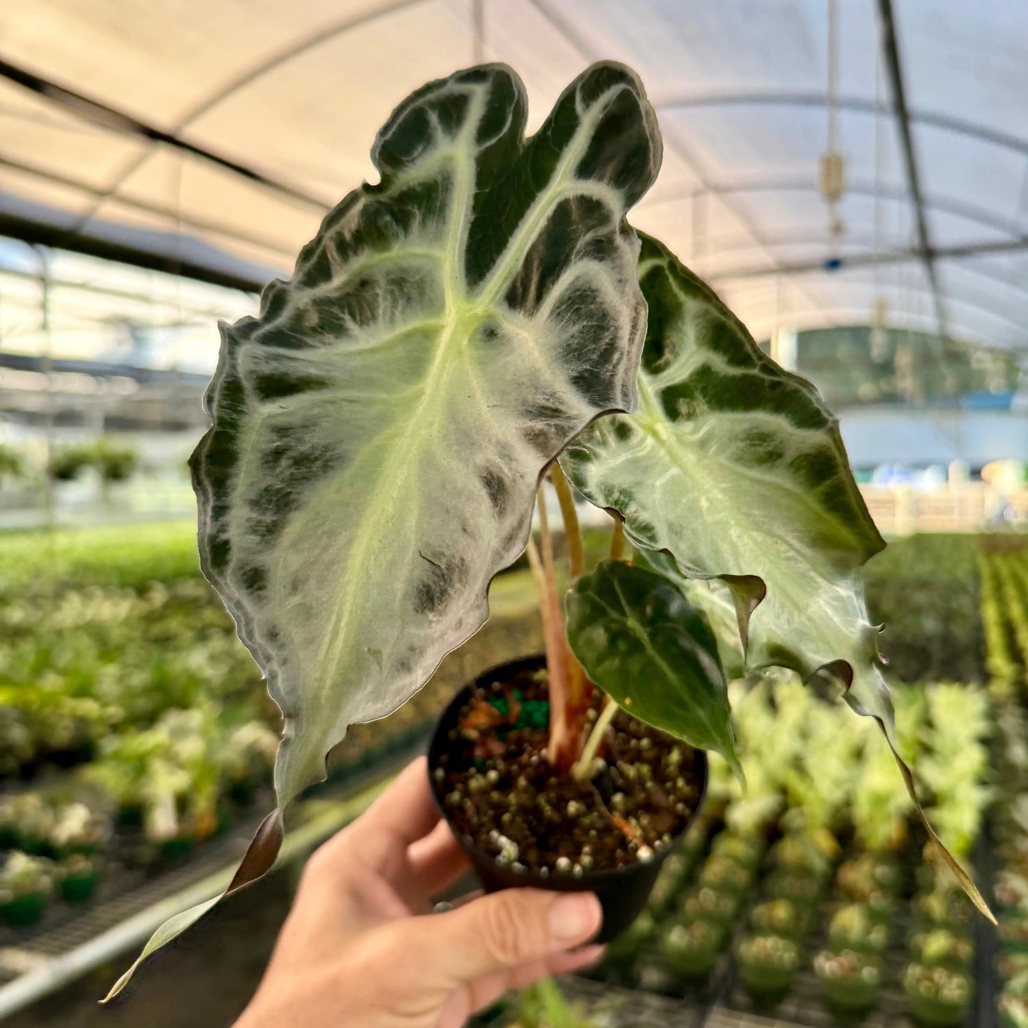 Healthy 4-inch Alocasia 'Venom' plant with dark green leaves and striking black veins, from Canopy Plant Co.